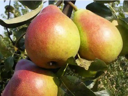 128749 hrusen kraska