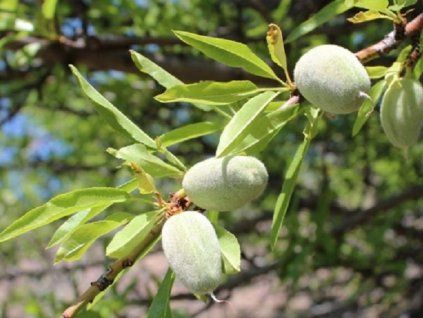 128785 mandlon budapestska 70