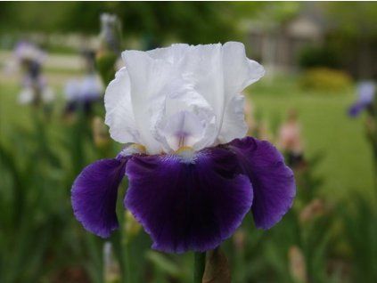 129727 kosatec nemecky snow mound