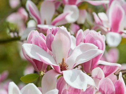 Magnolie 'Fragrant Cloud' (Balení kontejner V2)