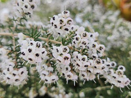 Vřesovec caniculata (Balení kontejner C2)