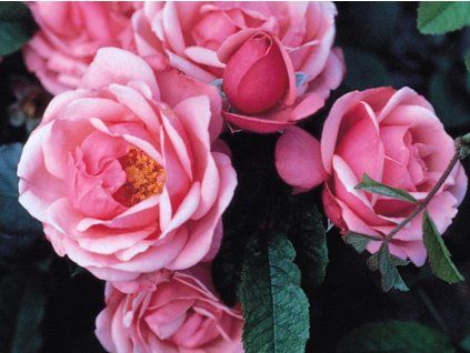 Růže 'Pink Apollo' (Balení kontejner RPC2)