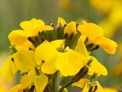 129979 1 erysium fragrant sunshine 1