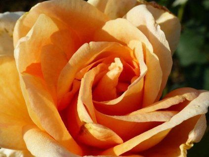 Růže 'Beauté' (Balení kontejner C2)