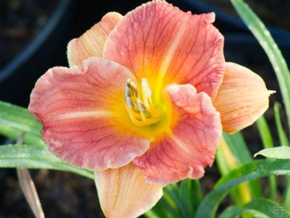 Hemerocallis Everydaylily Bronze (2)