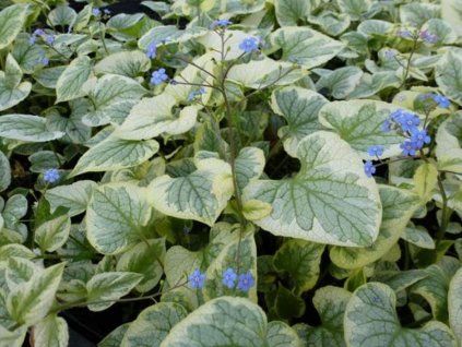 Brunnera King Ransom 1