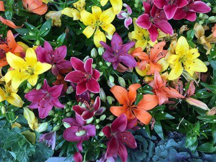 Lilium Asiatic mix 2