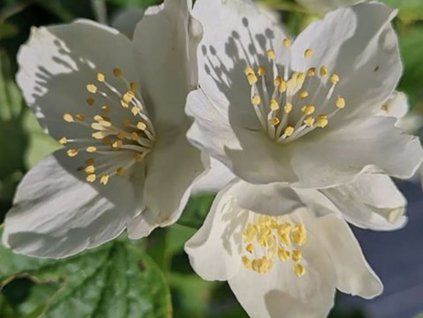Pustoryl 'Bouquet Blanc' (Balení kontejner p9)