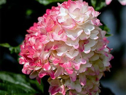 131719 hortenzie latnata fe spring sizzle