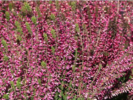 132238 vres obecny lilli