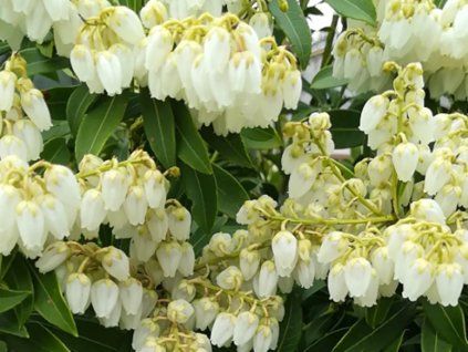 Pieris japonský 'Purity' (Balení kontejner C2)