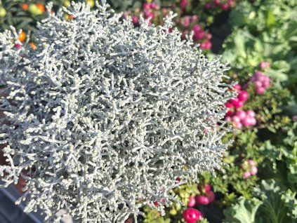 132496 dratovec silverado