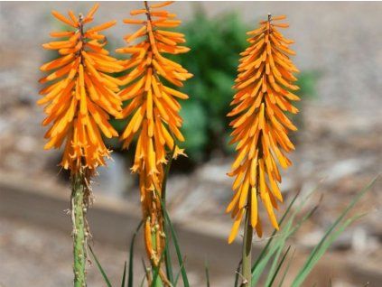 133147 mnohokvet echo mango kniphofia echo mango