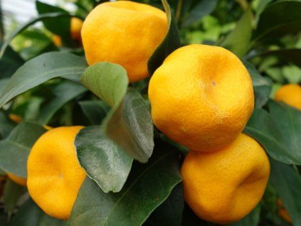 Mandarinka 'Chosta' (Balení kontejner C2)