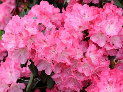 Rododendron 'Morgenrot' (Balení kontejner C2)