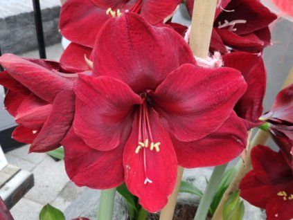 134004 1 amarylis red reality