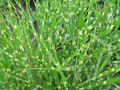 Ozdobnice čínská 'Strictus Dwarf'- Miscanthus sinensis 'Strictus Dwarf' (Balení kontejner C2)