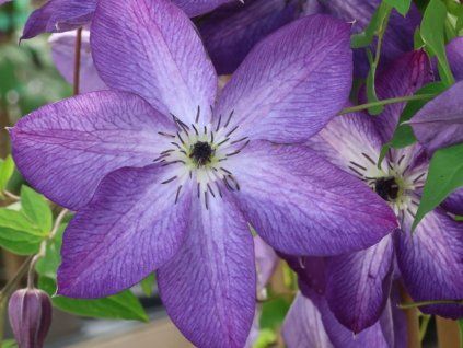 Plamének 'Venosa Violacea' (Balení kontejner C2)