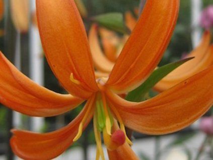 98123 orange marmelade