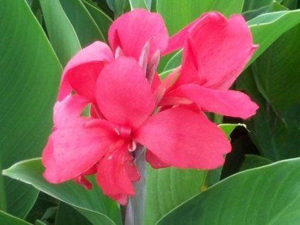 szkarłatna piękność