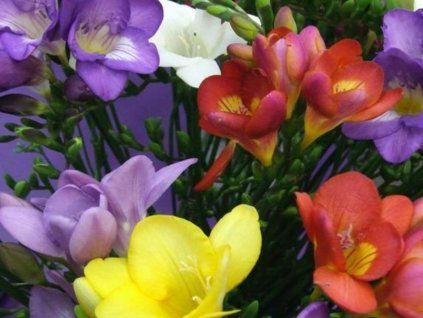 98387 frezie single mix