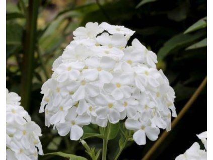 98414 1 white