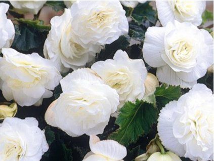 98423 non stop white