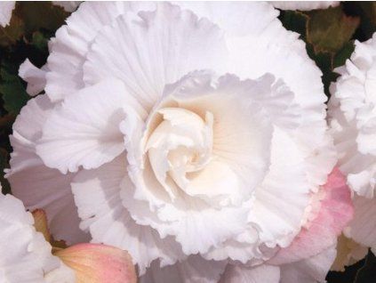 98453 primadona white