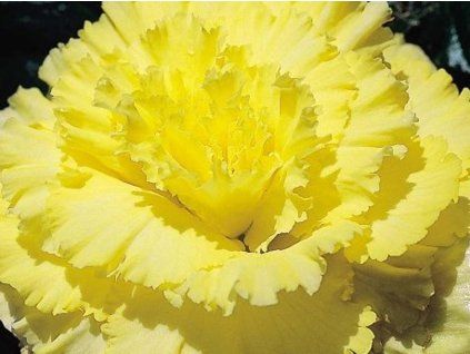 98456 primadona yellow