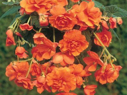 98465 cascade pendula