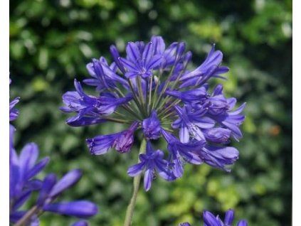 98489 1 blue