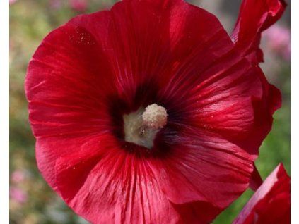 98576 1 red