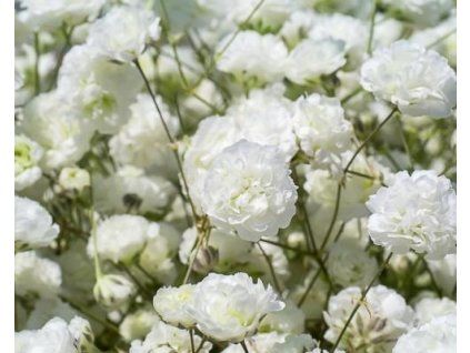 98606 1 white