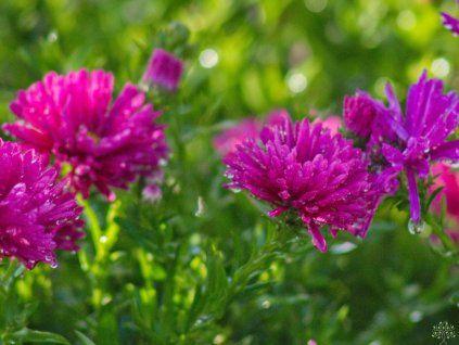 98621 aster jenny
