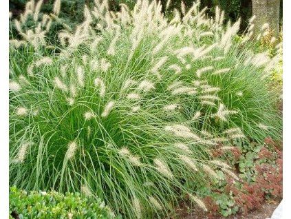 98672 dochan psarkovity hameln