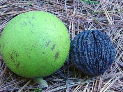 102086 1 oresak cerny