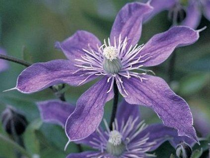 Plamének 'Arabella' (Balení kontejner C2)