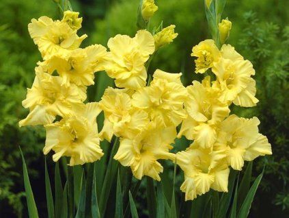 Mečík 'Charisma' (Balení cibule 5ks)