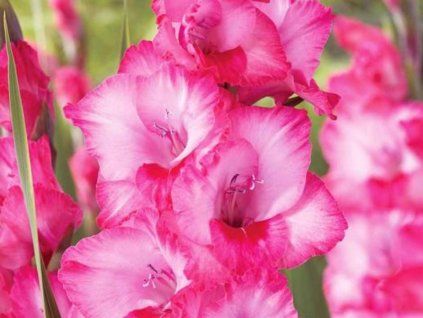 Mečík 'Hugo' (Balení cibule 5ks)