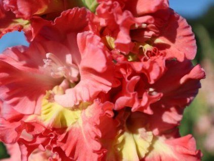 Mečík 'Mango Muse' (Balení hlíza 5 ks)