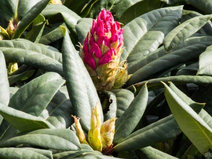 Rododendron 'Lovoš' (Balení kontejner C1,5)