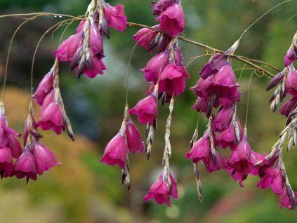 117893 1 dierama pendulum