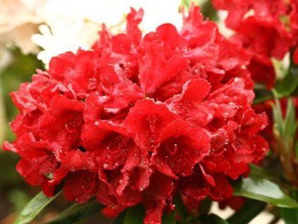 Rododendron 'Dotella' (Balení kontejner C5)