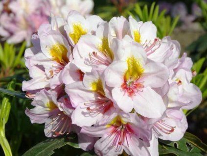 Rododendron 'Hostýn' (Balení kontejner C35)