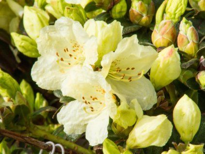 Rododendron 'Wren' (Balení kontejner C1,5)