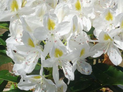 Rododendron 'Madame Masson' (Balení kontejner C2)
