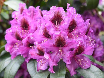 Rododendron 'Orakel' (Balení kontejner C2)