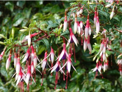 Fuchsie magellonská var. auraco (Balení kontejner C2)