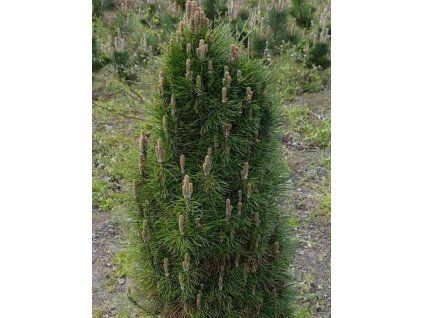 Borovice černá 'Felek' (Balení kontejner C5)