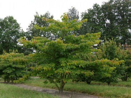 118661 2 controversa